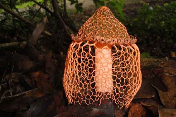 20-bizarre-and-beautiful-mushrooms-083