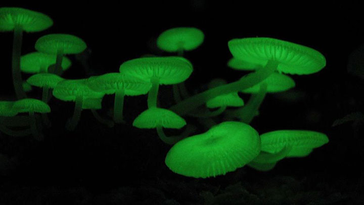 20-bizarre-and-beautiful-mushrooms-091