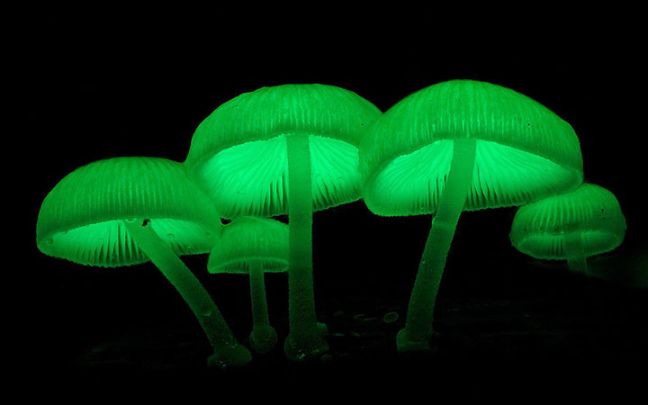 20-bizarre-and-beautiful-mushrooms-092