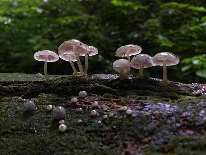 20-bizarre-and-beautiful-mushrooms-093