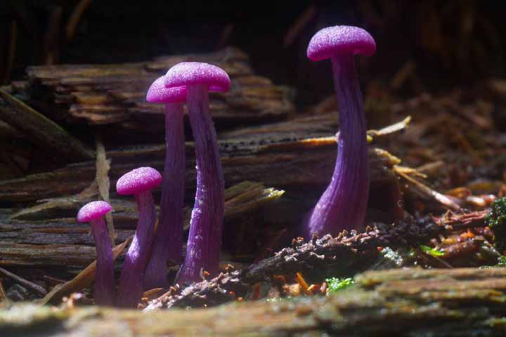 20-bizarre-and-beautiful-mushrooms-101