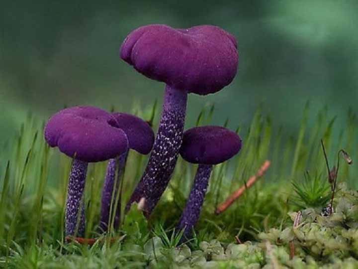 20-bizarre-and-beautiful-mushrooms-102