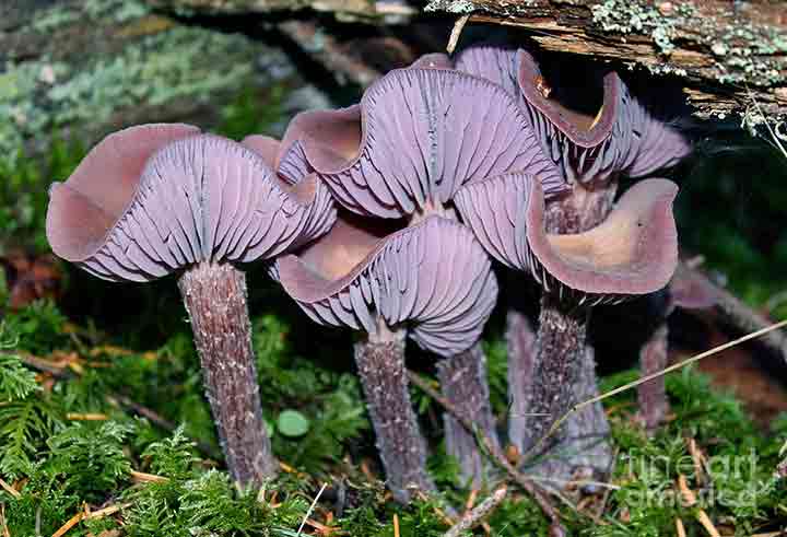 20-bizarre-and-beautiful-mushrooms-103