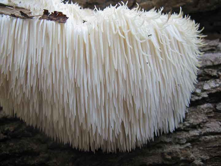 20-bizarre-and-beautiful-mushrooms-111