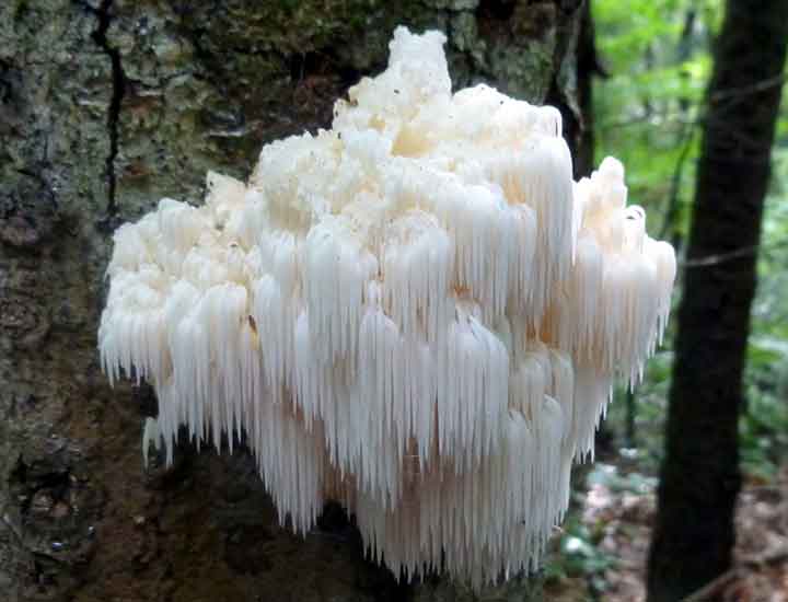 20-bizarre-and-beautiful-mushrooms-112