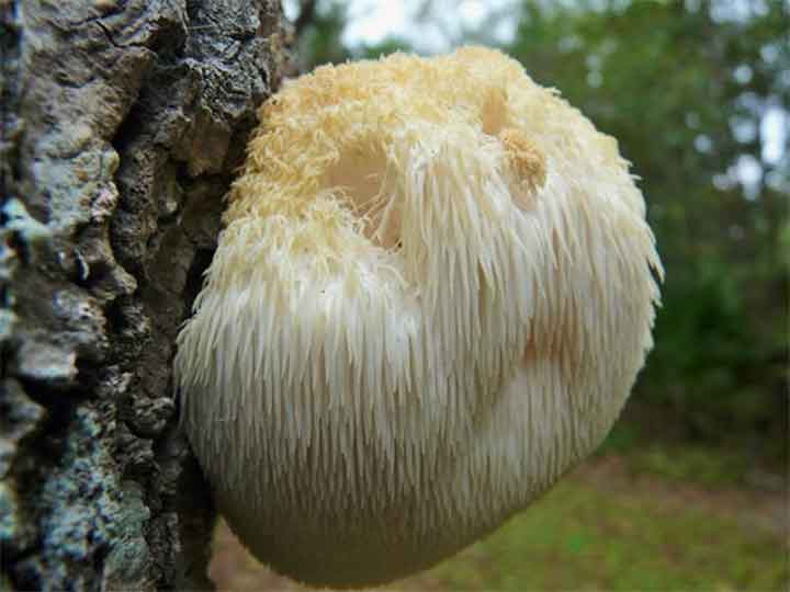 20-bizarre-and-beautiful-mushrooms-113