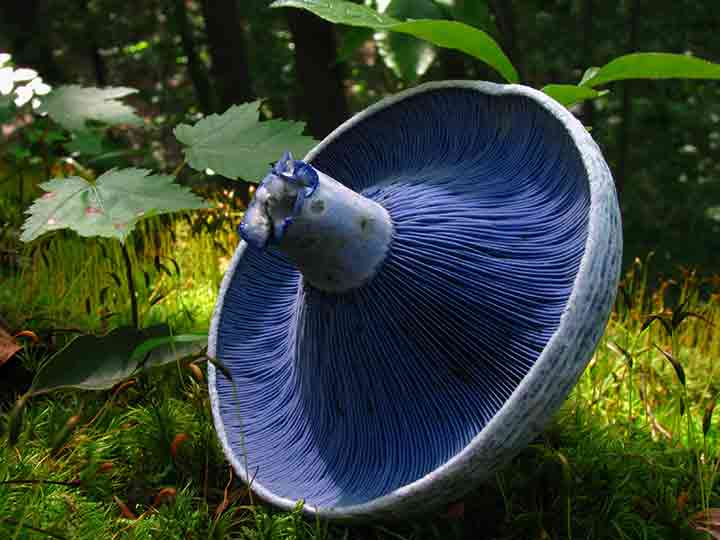 20-bizarre-and-beautiful-mushrooms-131