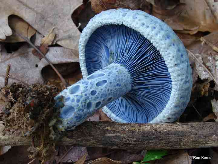 20-bizarre-and-beautiful-mushrooms-132
