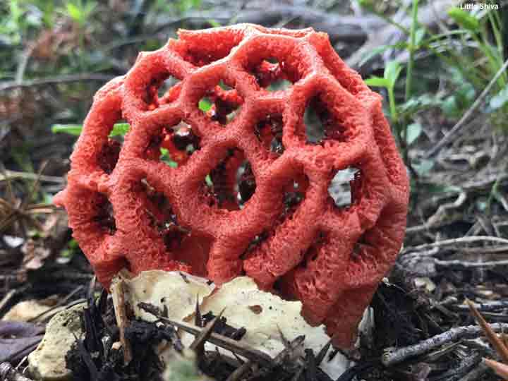 20-bizarre-and-beautiful-mushrooms-141