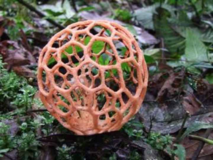 20-bizarre-and-beautiful-mushrooms-142