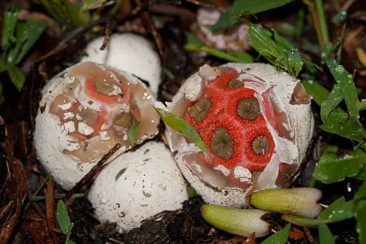 20-bizarre-and-beautiful-mushrooms-143