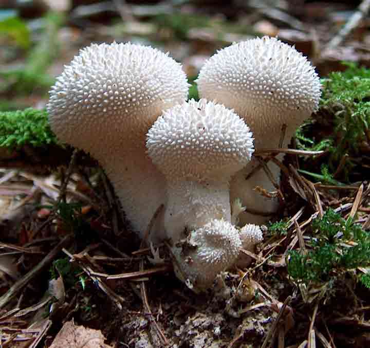 20-bizarre-and-beautiful-mushrooms-152