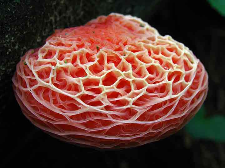 20-bizarre-and-beautiful-mushrooms-161