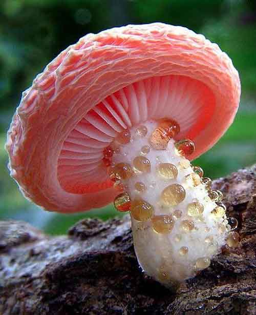 20-bizarre-and-beautiful-mushrooms-162