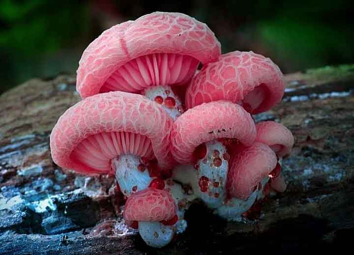20-bizarre-and-beautiful-mushrooms-163