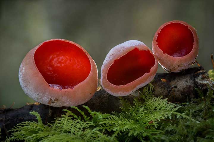 20-bizarre-and-beautiful-mushrooms-171