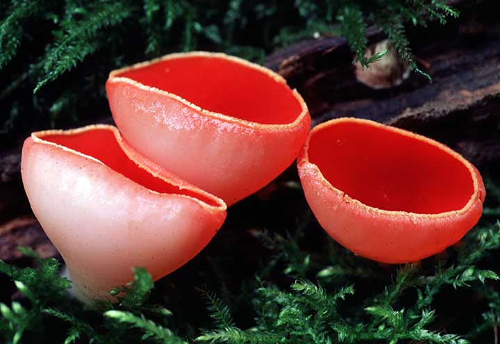 20-bizarre-and-beautiful-mushrooms-172
