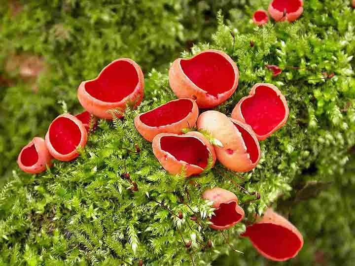 20-bizarre-and-beautiful-mushrooms-173