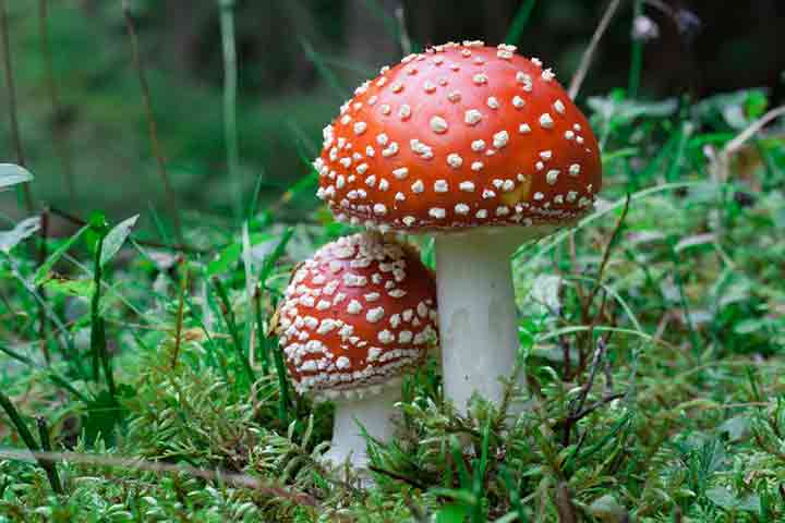 20-bizarre-and-beautiful-mushrooms-181