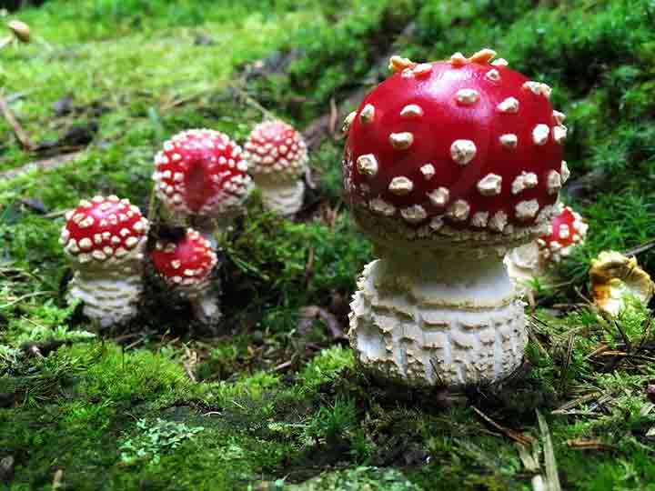 20-bizarre-and-beautiful-mushrooms-182