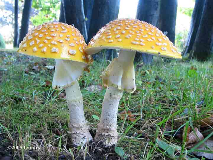 20-bizarre-and-beautiful-mushrooms-183