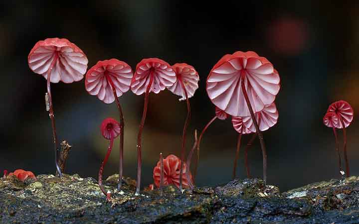 20-bizarre-and-beautiful-mushrooms-191