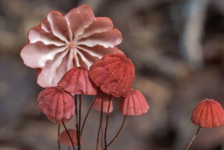20-bizarre-and-beautiful-mushrooms-192