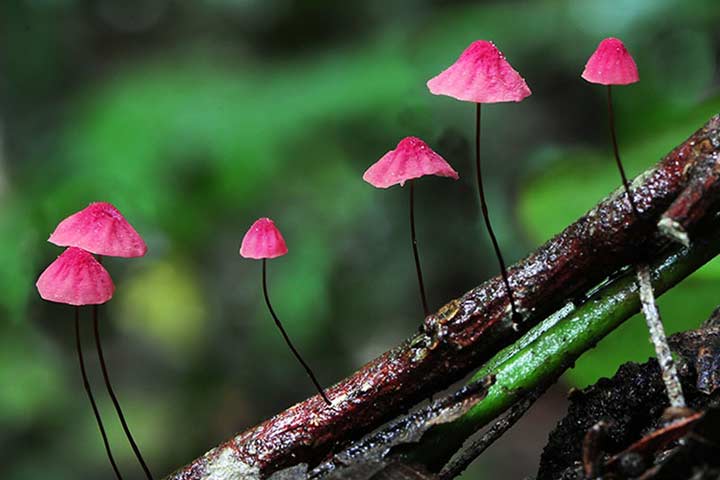 20-bizarre-and-beautiful-mushrooms-193