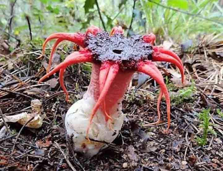 20-bizarre-and-beautiful-mushrooms-202