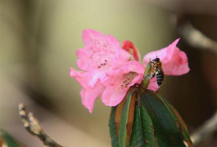 himalayan-giant-honey-bee-3