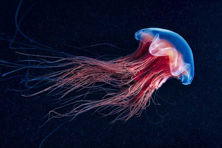 10-largest-living-creatures-in-the-sea-01