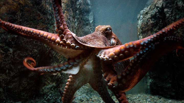 10-largest-living-creatures-in-the-sea-07