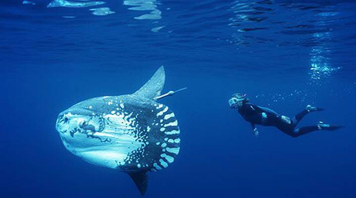 10-largest-living-creatures-in-the-sea-09