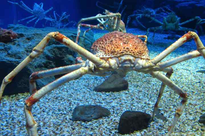 10-largest-living-creatures-in-the-sea-10