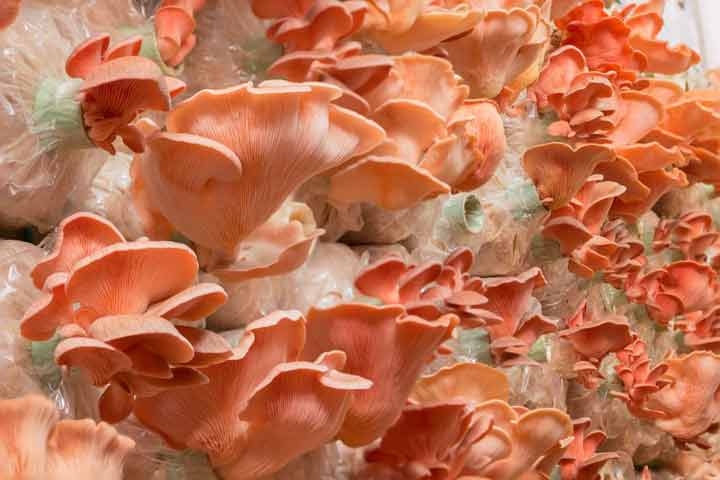 7-surprising-health-benefits-of-mushrooms-04