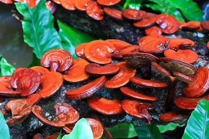 7-surprising-health-benefits-of-mushrooms-06
