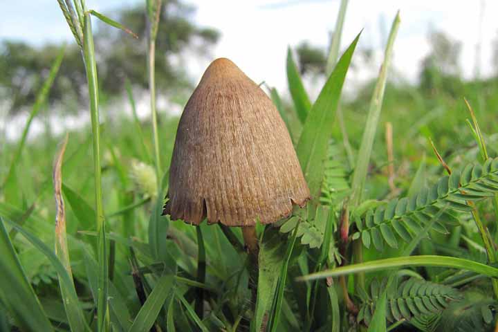 7-surprising-health-benefits-of-mushrooms-07