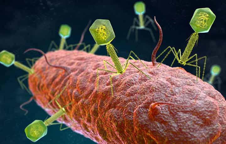 140,000-virus-species-in-human-gut-2