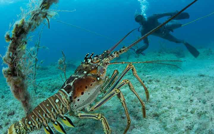 10-fascinating-lobster-facts-01