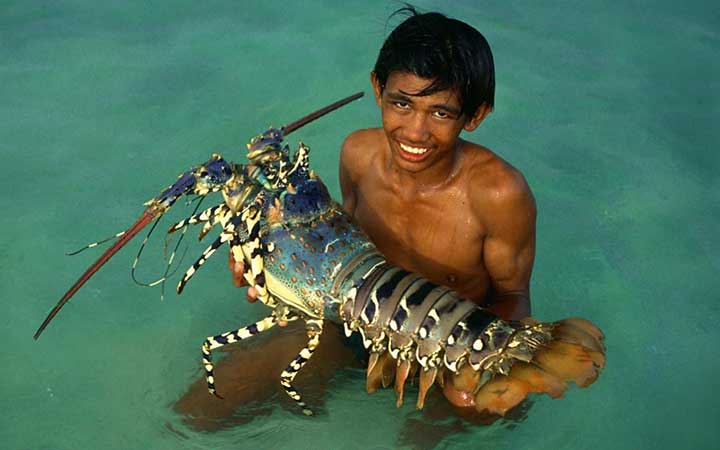 10-fascinating-lobster-facts-02