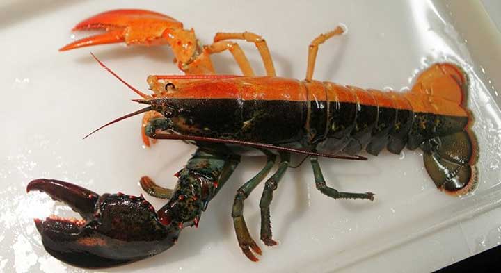 10-fascinating-lobster-facts-03