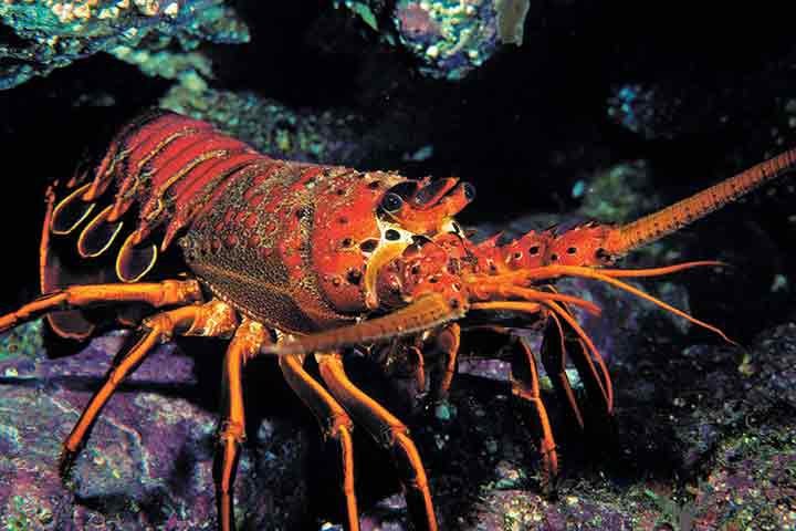 10-fascinating-lobster-facts-04