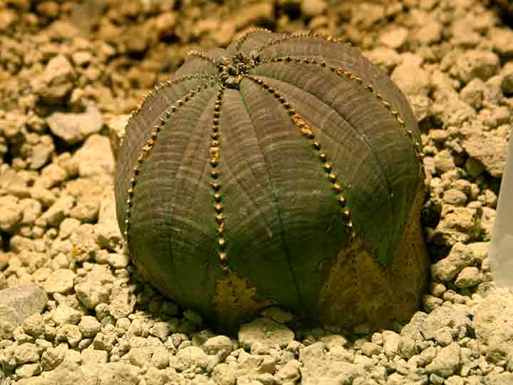 10-most-strangest-plants-07