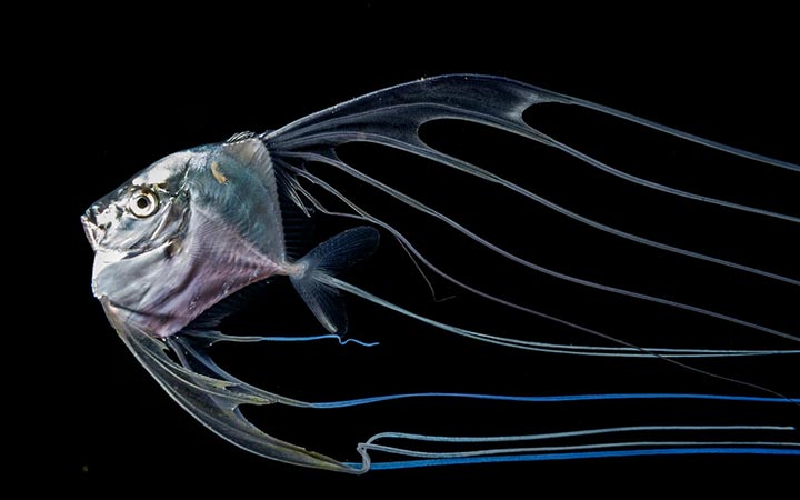 เปิดโลกใต้มหาสมุทรยามราตรี ชม 20 สัตว์ทะเลตัวจิ๋วแสนสวยและแปลกประหลาด