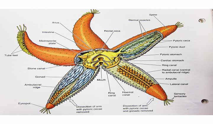 starfish-01