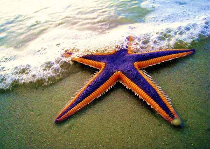 starfish-07