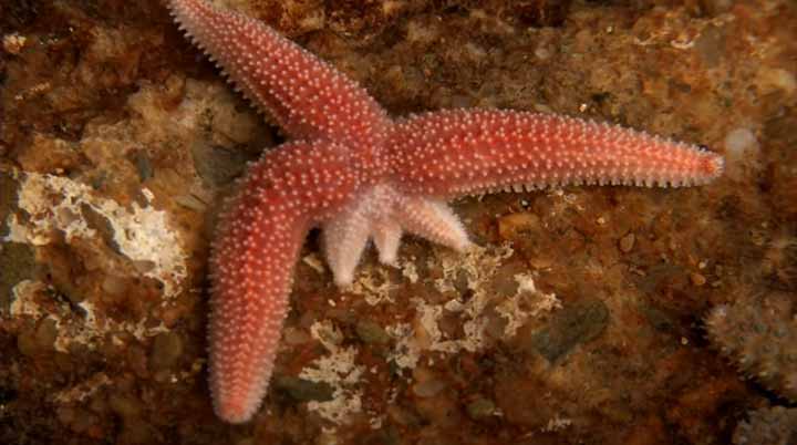 starfish-08