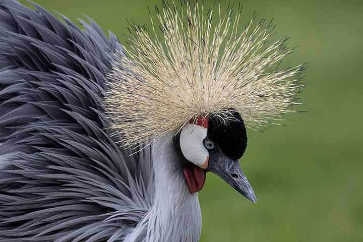 10-birds-with-snazzier-hairstyle-01