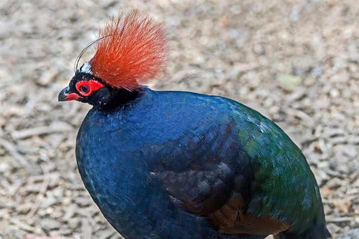 10-birds-with-snazzier-hairstyle-02
