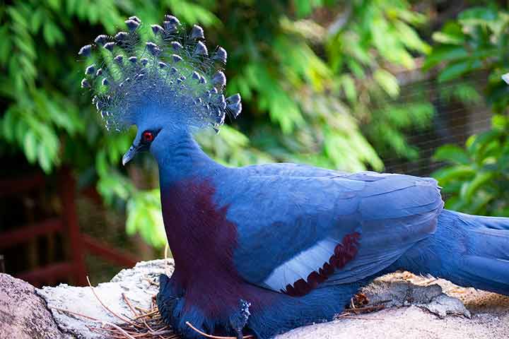 10-birds-with-snazzier-hairstyle-03